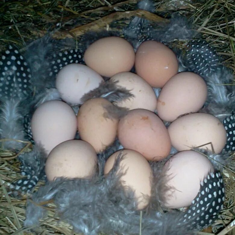 Обыкновенная цесарка яйца. Цесарки несущие. Ферма цесарок. Птица цесарка яйца. Цесарки цесарята.