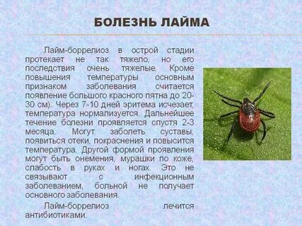 Через какое время проявляется энцефалит после укуса