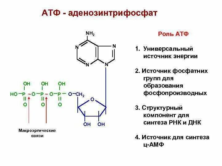 Функции атф. Структурная формула АТФ биохимия. Строение АТФ типы химических связей. Строение АТФ кислота.