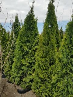 Thuja occidentalis smaragd