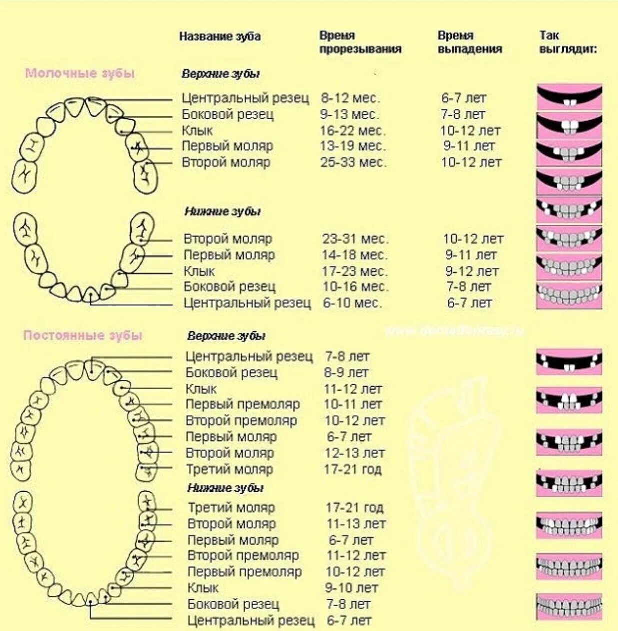 Сколько зубов молочных у детей должно быть. Порядок прорезывания зубов у детей до 3 лет схема. Схема прорезывания молочных зубов у детей до 2 лет. Схема прорезывания коренных зубов у детей по возрасту. График прорезывания постоянных зубов у детей.
