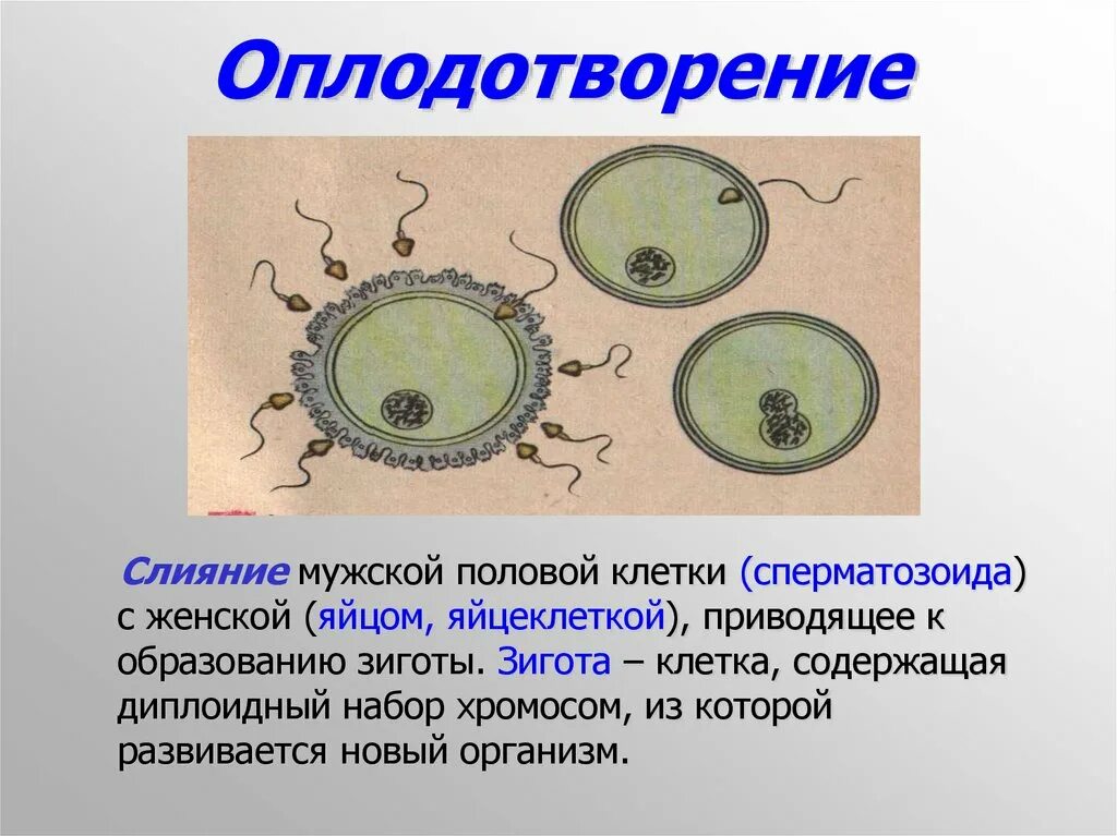 Чем оплодотворение отличается от. Схема оплодотворения. Половое размножение животных. Оплодотворение клетки. Оплодотворение клетки схема.