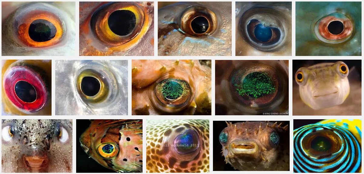 Глаз рыбы. Рыбий глаз рыба. Рыбьи глазки. Глаза РВБ. Какое значение имеют глаза у рыб