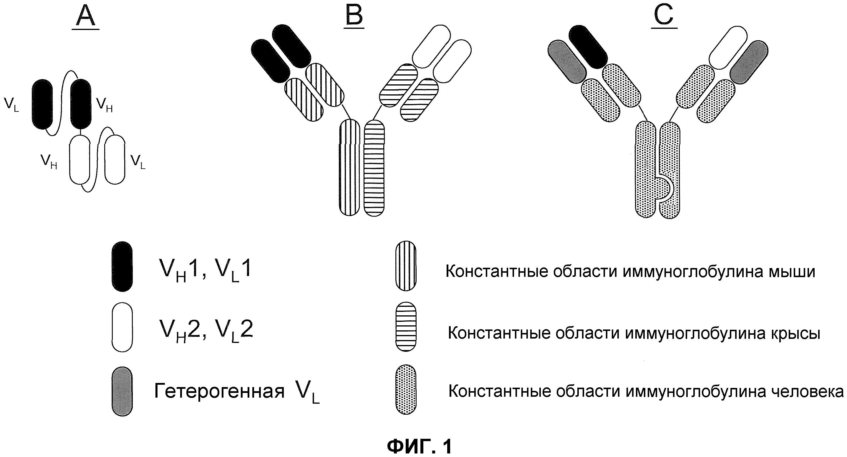 Группа иммуноглобулинов. Классы иммуноглобулинов схема. Секреторный и сывороточный иммуноглобулин а. Иммуноглобулины JG g2. Стадии образования иммуноглобулинов.