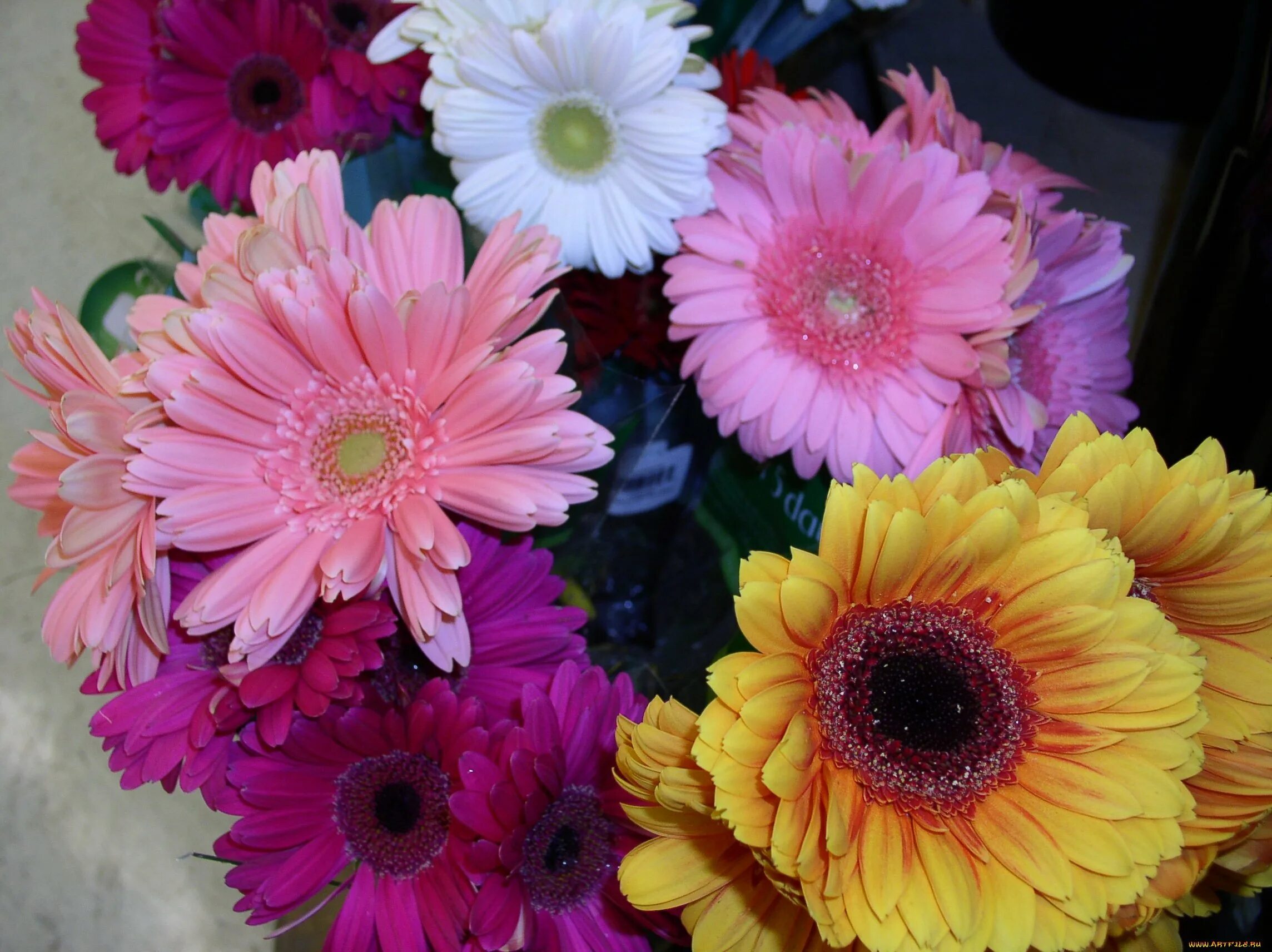 гербера мини дельмонте. гербера джемсона розовая. гербера алькор. гелиос гербера. гербера джемсона розовая.