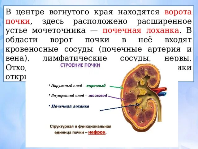 Строение почки почечные ворота. Лоханка почка анатомия строение. Почки внешнее строение ворота почки. Почечная лоханка строение и функции.