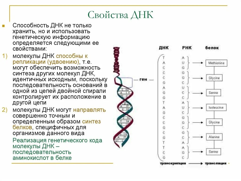 Хранит и передает наследственную информацию