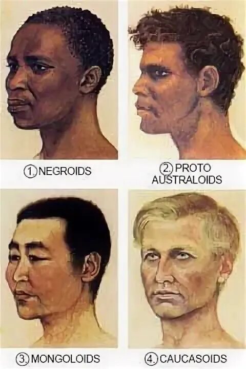 Антропогенез расы людей. Антропология расы. Альпийская раса внешность. Антропология альпийской расы. Японский антропологический Тип.