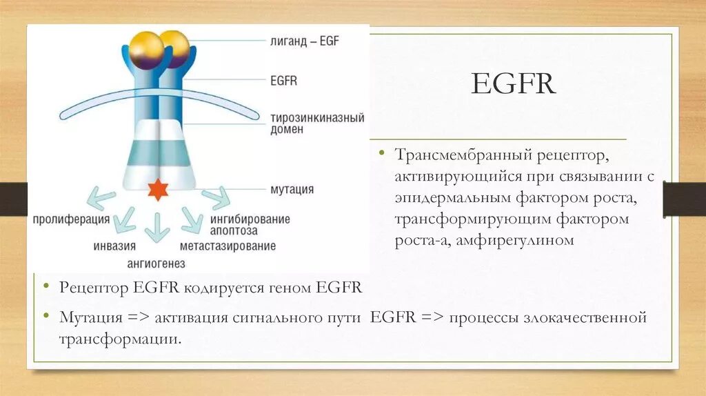 EGFR тирозинкиназа. Мутации EGFR. Рецептор эпидермального фактора роста. Ингибиторы EGFR. Ингибиторы рака