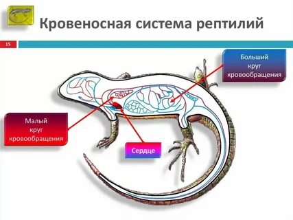 Ящерица сколько кругов кровообращения