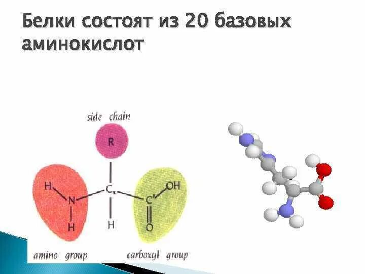 Из чего состоит белок. Белки состоят из. Белки из аминокислот. Молекула белка состоит из аминокислот.