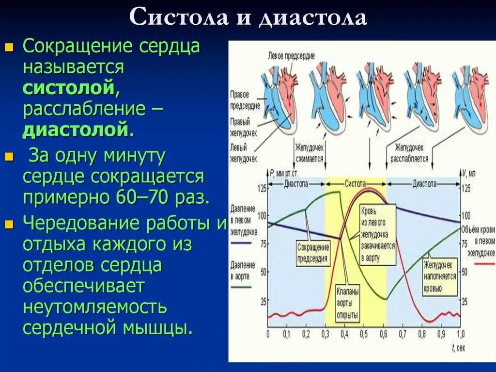 Расслабление предсердий и желудочков. Миокард предсердий систола желудочков. Систола и диастола. Систола и диастола сердца. Сокращение сердца систола диастола.