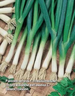 Лук батун название 7