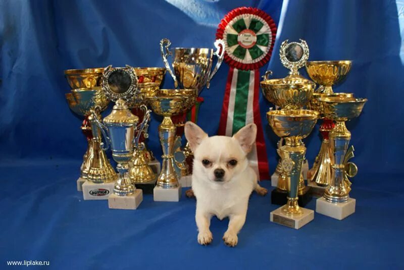 Породы собак для выставок. Выставка собак с какого собаку. Вестминстер выставка собак. Чемпионские титулы собак на выставках. Восточно-европейская овчарка погранвойсках.