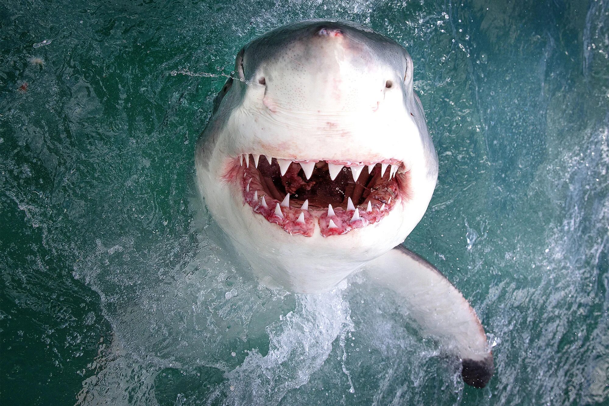 Челюсть большой белой акулы. Белая акула с открытой пастью. Самая большая пасть