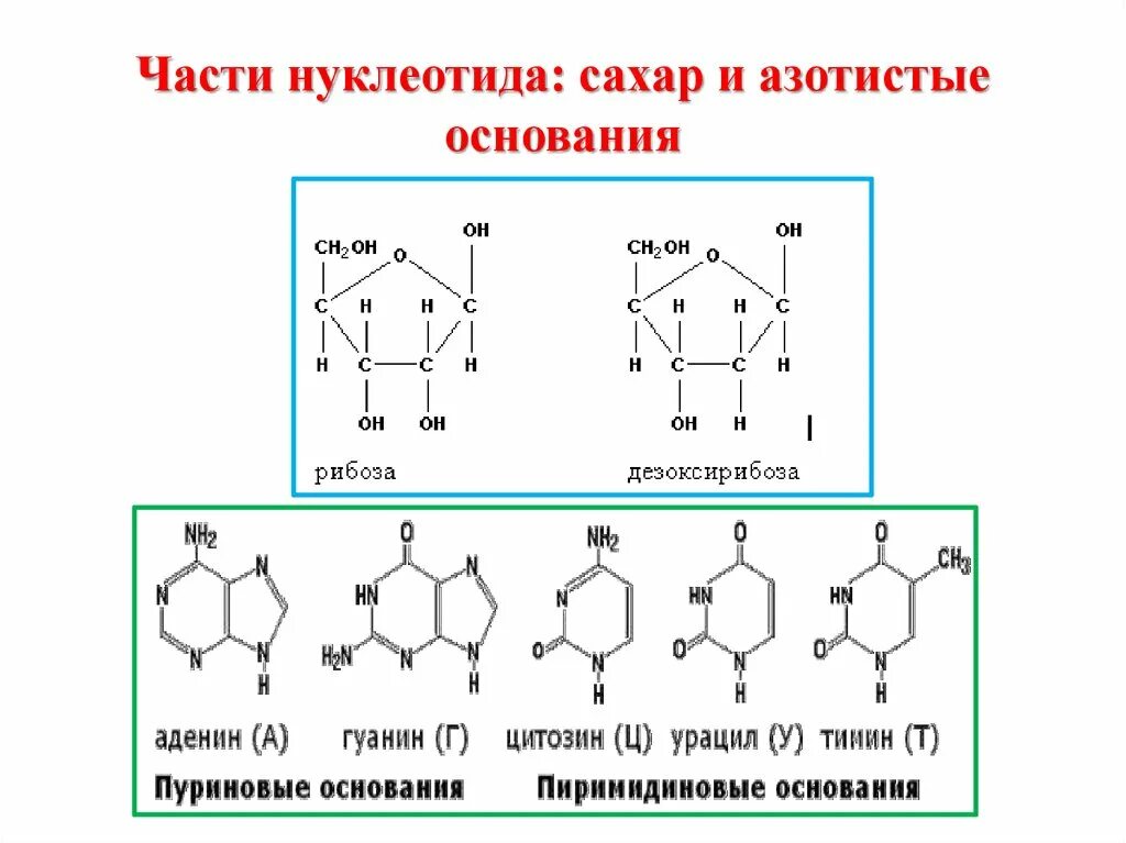 Формулы азотистых оснований нуклеотидов (пуриновые и пиримидиновые).. Структура нуклеотида азотистое основание. Формулы азотистых оснований нуклеотидов. Строение нуклеотида азотистое основание.