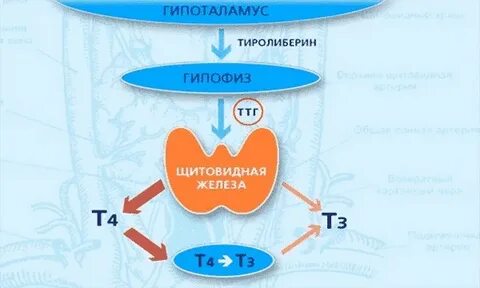 Щитовидная железа регулирует уровень обмена веществ