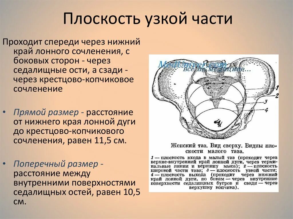 Спереди через. Прямой размер плоскости широкой части малого таза. Поперечный размер плоскости широкой части полости малого таза. Плоскость узкой части малого таза. Плоскость узкой части малого таза Размеры.