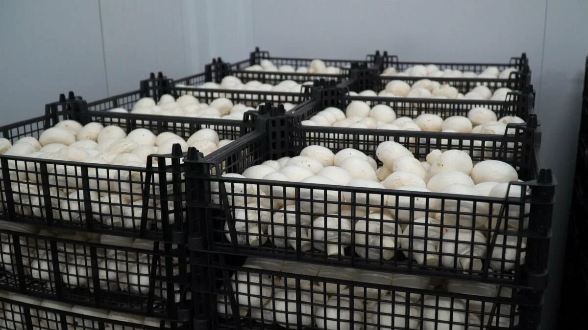 Воронежский шампиньон краснодарский. Воронежский шампиньон ст октябрьская. Воронежский шампиньон краснодарский. Воронежский шампиньон ст октябрьская краснодарский край. Воронежский шампиньон рогачевка.