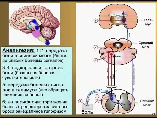 Лекции мозг слушать. Профессор мозг Дубынин.