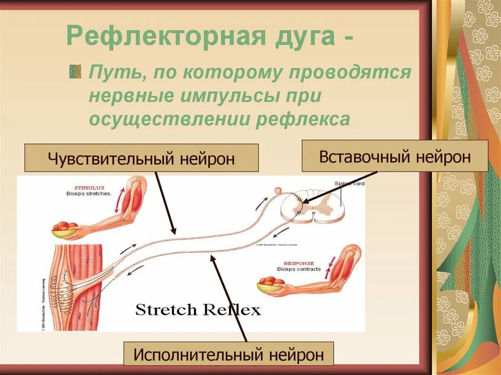 Нервные импульсы при осуществлении рефлекса. Рефлекторная дуга. Нервный Импульс в рефлекторной дуге. Рефлекторная дуга это в биологии. Путь нервного импульса по рефлекторной дуге.