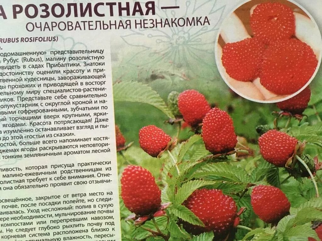 С какого возраста можно давать ребенку малину