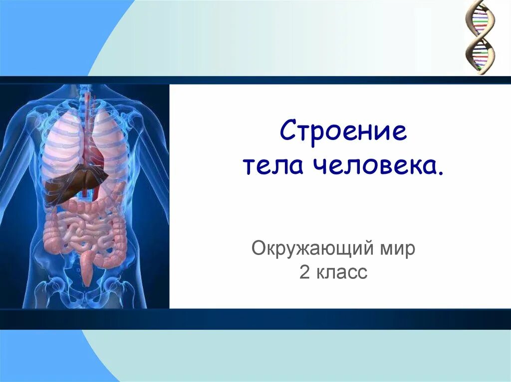 Презентация как работает наш организм 3 класс. Строение тела человека. Организм человека презентация. Внутренние органы человека. Строение органов человека.