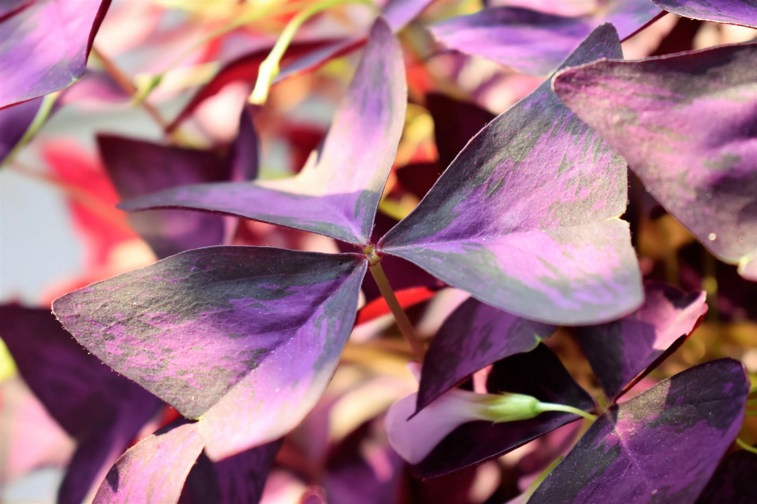 Темно фиолетовые листья растение. Оксалис Кислица треугольная бургунди. Цветок оксалис с фиолетовыми листьями. Фиолетовый оксалис зеленеют листья. Сеткреазия в природе.