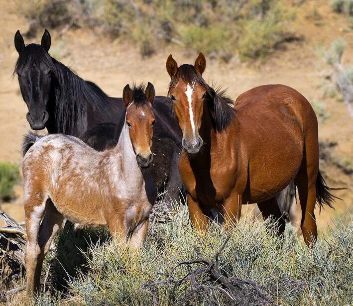 Horse family