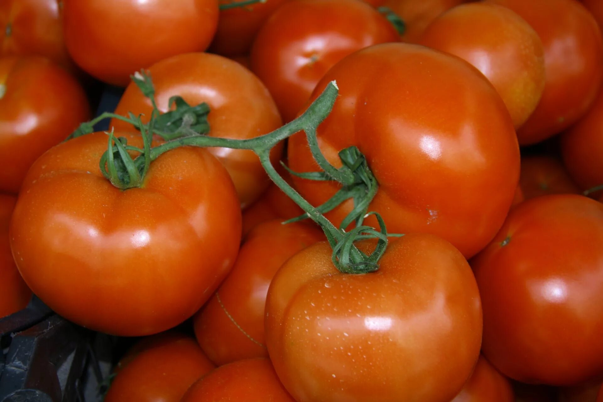 Томат красным красно f1. Томатно-красный (Tomato Red). Рыжий помидор. Помидоры чисто