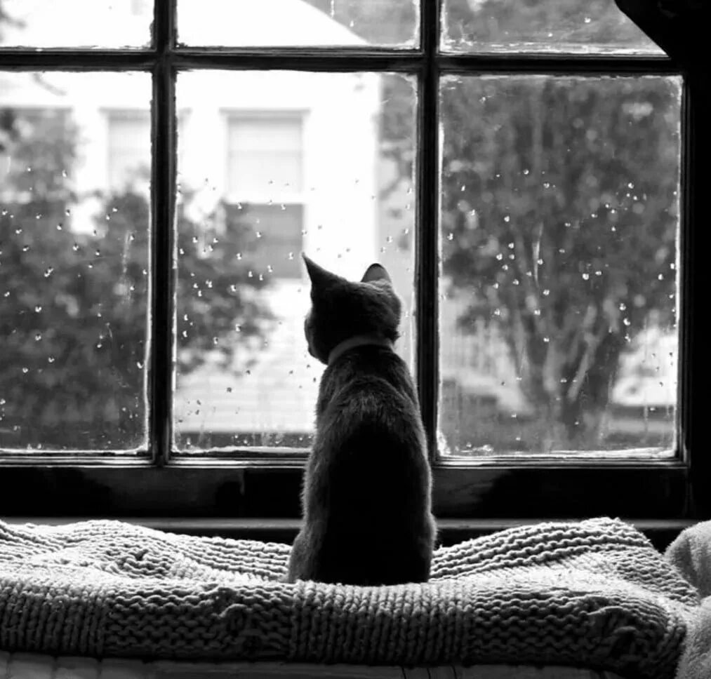 Кот ждет. Кот ждет у окна. Кошка на окне. Кот скучает. Скучающий у окна