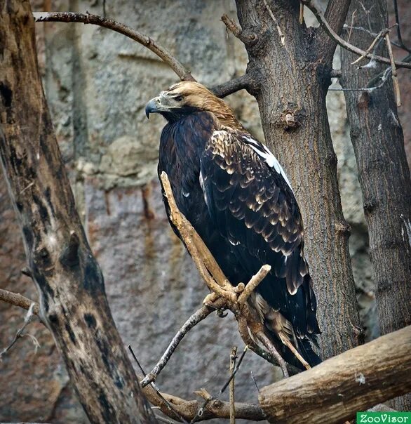 Могильник (лат. Aquila heliaca)