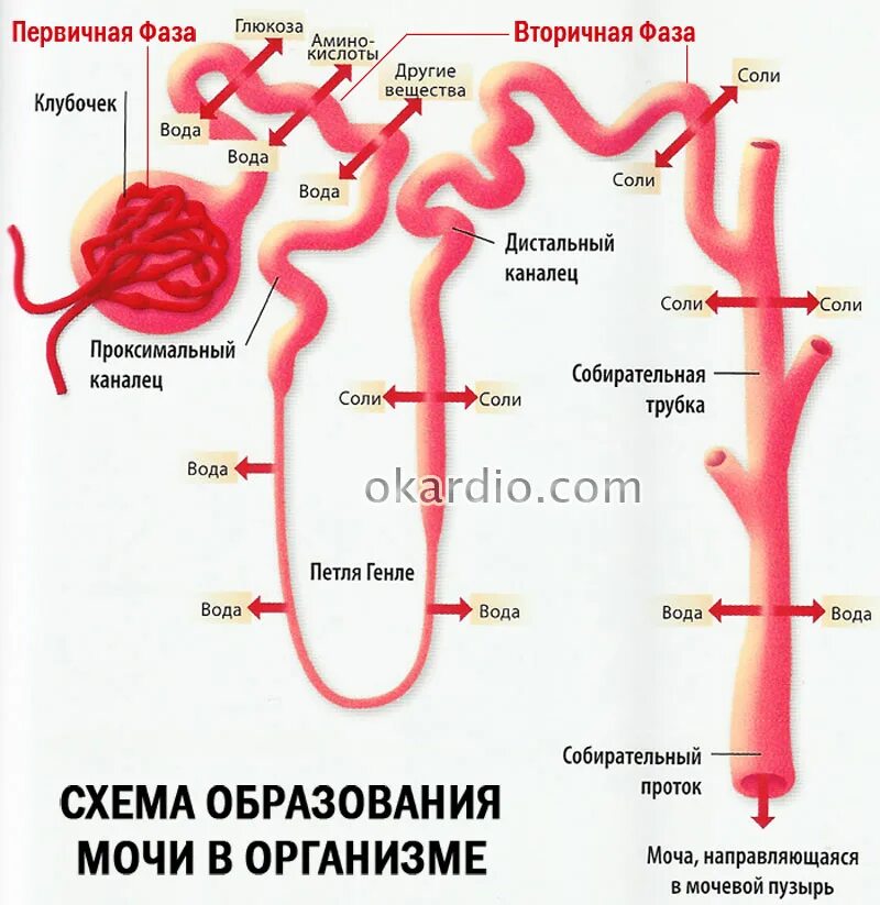 Первичная и вторичная моча схема. Образование первичной и вторичной мочи. Схема образования первичной и вторичной мочи. Вторичная моча.