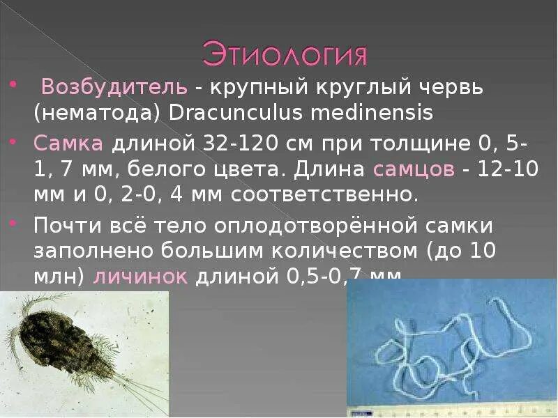 Какой гельминт является возбудителем дракункулеза. Какой гельминт является возбудителем дракункулеза