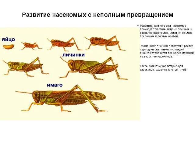 Прямокрылые цикл развития. Развитие с неполным превращением. Стадии развития насекомых с неполным превращением отряд Прямокрылые. Развитие с неполным превращением у насекомых. Прямокрылые насекомые развитие