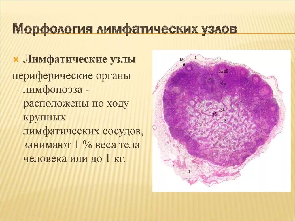 Лимфатический узел гистология Быкова. Обызвествленный лимфатический узел гистология. Ангиофолликулярная гиперплазия лимфатических узлов гистология. Лимфатический узел цитология. Реактивная гиперплазия лимфоузла