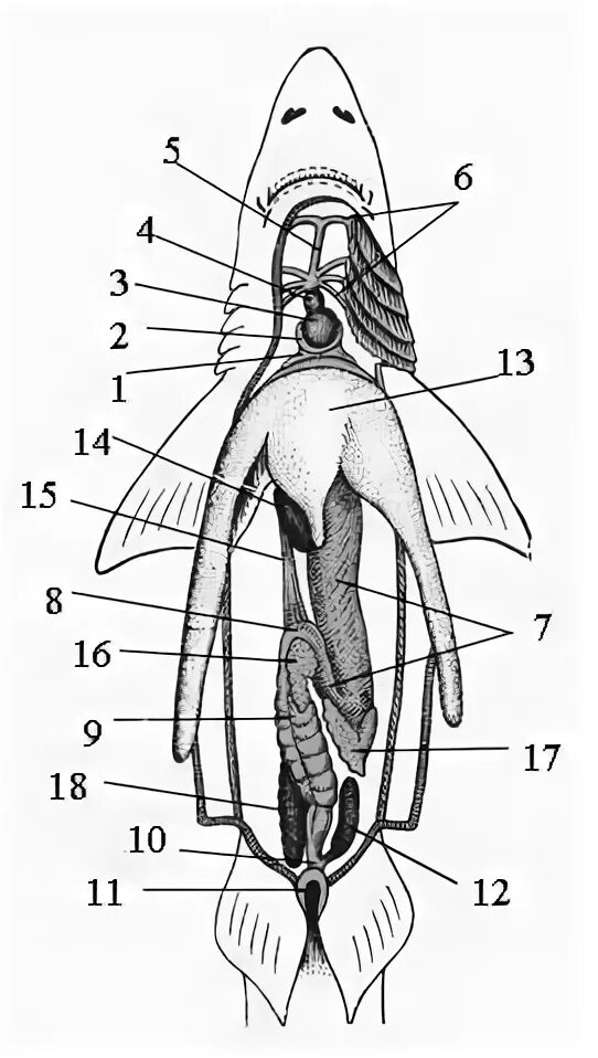 Топография внутренних органов акулы. Акула строение тела. Строение внутренних органов акулы.