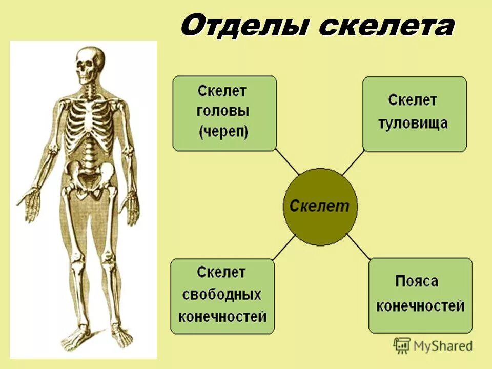 Строение человека внутренние и внешние органы. Биология строение человека. Общее строение организма человека 3 класс. Строение органов человека. Окружающий мир организм человека.