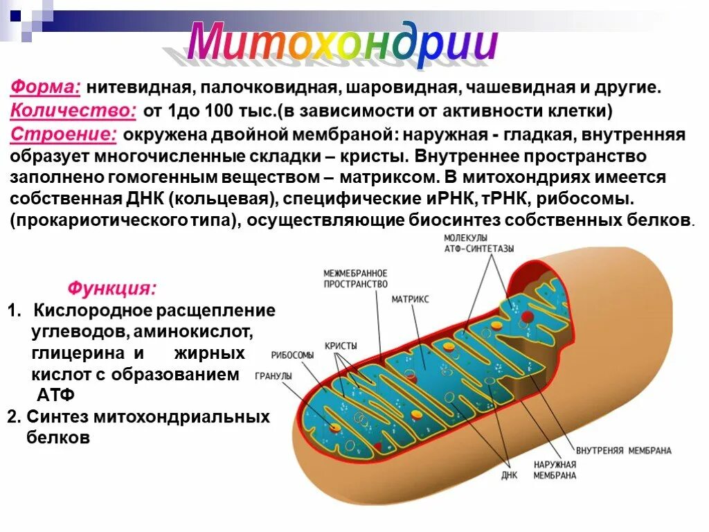 Строение внутренней мембраны митохондрии. Митохондрии строение и функции. Митохондрии строение органоида. Мембрана митохондрий функции. Органоиды митохондрии строение и функции.