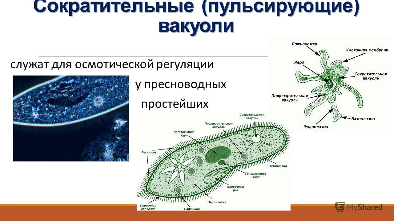 Какую функцию выполняет сократительная вакуоль инфузории. Функция органоида сократительная вакуоль. функция сократительной вакуоли у амебы. функции сократительной вакуоли. роль сократительной вакуоли.