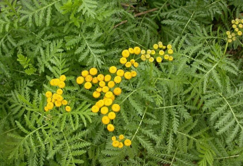 Пижма. Пижма Tanacetum vulgare. Пижма обыкновенная листья. Tanacetum vulgare l. пижма обыкновенная.