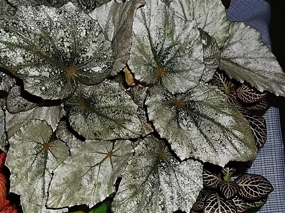 Бегония королевская крупнолистная. Бегония королевская рекс. Бегония белые листья. Бегония перл де париж. Бегония макулата сильвер.