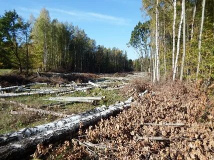 Земля после троицы