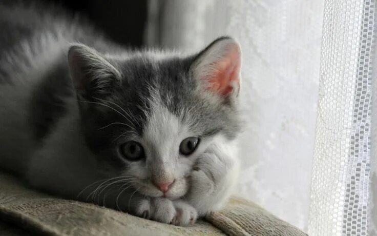 cute cat pictures Animal captions, Cute animals, Grey kitten