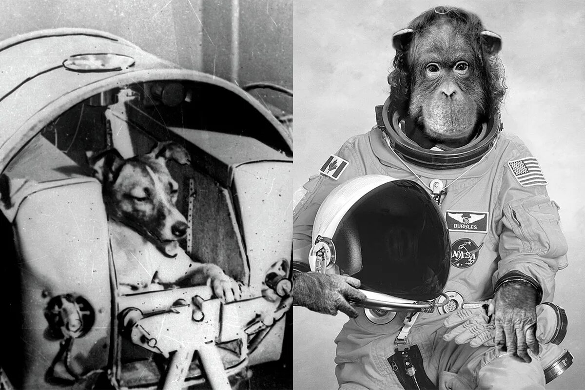 Обезьяны первыми полетели в космос. Собаки и обезьяны в космосе. Первые животные полетевшие в космос.