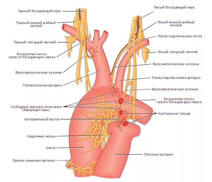 Левый блуждающий нерв топография. Блуждающий нерв анатомия грудной отдел. Левый блуждающий нерв в грудной полости. Правый блуждающий нерв топография. Иннервация блуждающего нерва
