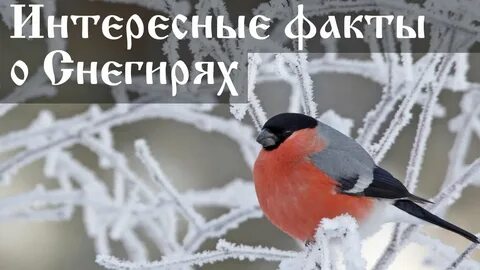 Снегирь красная книга