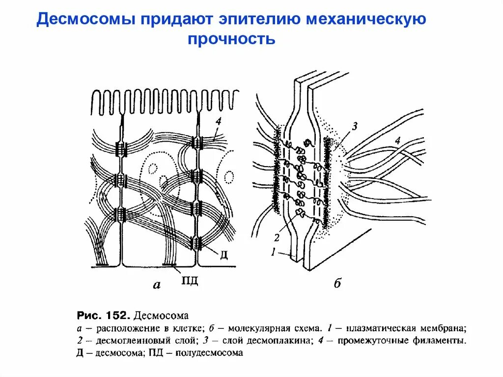 Схема строения межклеточных контактов. Межклеточные контакты гистология схема. Десмосома гистология. Функции десмосомы гистология.