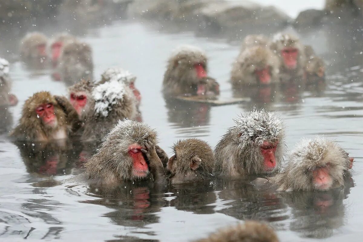 Обезьяна купается в теплой воде. Джигокудани Япония. Парк Дзигокудани. Японские макаки в горячих источниках зимой. Японские макаки зимой.