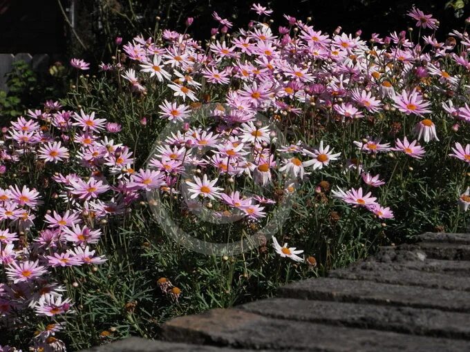Аргирантемум фото цветов на клумбе Late summer pots A simple but striking pot of Argyranthemum 'Percussion' and A